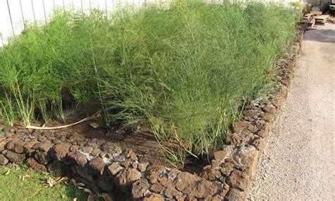 asparagus raised bed dedicate  permanent plot epic gardening