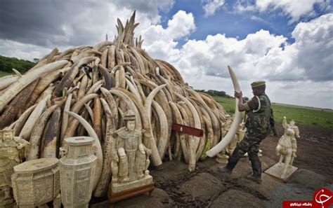سوزاندن 105 تن عاج فیل و کرگدن در کنیا تصاویر