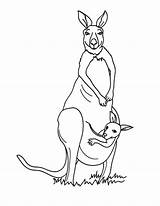 Kangourou Cangur Colorier Cangurus Colorat Kanguru Planse Kangourous Kangaroo Coloriages Australie Desene Tiere Demonstre Australische Imaginea Cangurul Hellokids Canguri Drucken sketch template