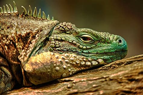 macro animals lizards reptile wallpapers hd desktop  mobile backgrounds