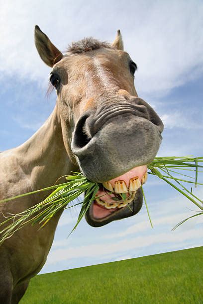 horse face pictures images  stock  istock