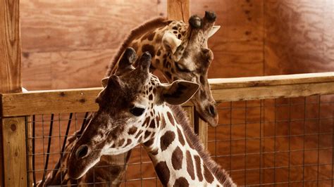 March’s Biggest Hit A Pregnant Giraffe Named April The New York Times