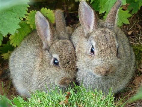 filewild rabbits  edinburgh zoojpg wikimedia commons