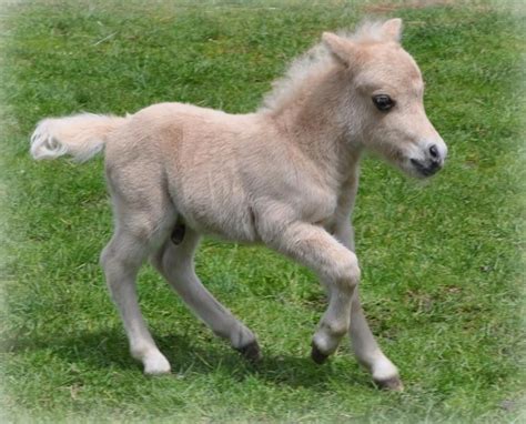 baby horse    called facts pictures