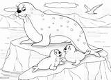 Seals Winter Albatross As2 sketch template