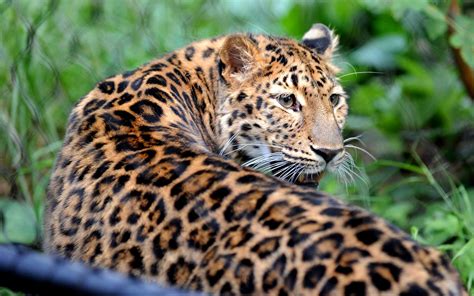 rare amur leopard   home  bridgeport zoo stamfordadvocate