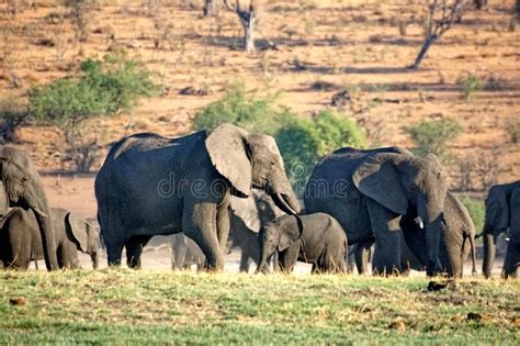 Elephants By The Chobe River Stock Image Image Of Kasane Herd 158668691