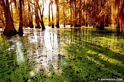 framed photo print  lake martin atchafalaya basin louisiana swamp
