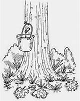 Maple Syrup Tree Coloring Activities Pages Kids Sugaring Drawing Homemade Sap Production Tap Tlc Printables Sugar Howstuffworks Colouring Eat Words sketch template