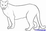 Drawing Lion Mountain Easy Cougar Coloring Pages Draw Puma Drawings Lions Sketch Step Kids Paintingvalley sketch template