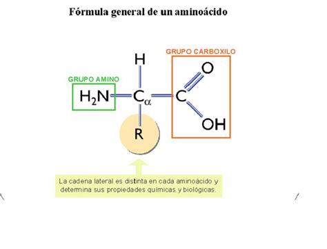 aminoacidos  propiedades gori gori
