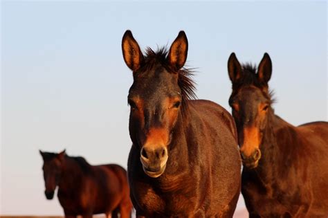 verschil tussen paarden en ezels fysiologische parameters ezellogica
