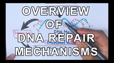 overview  dna repair mechanisms youtube