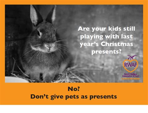 this flyer from the rabbit welfare association and fund