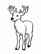 Deer Coloring Pages Printable Whitetail Clipart Buck Skull Drawings Tailed Kids Cliparts Library Mule Clip Color Animals Print Clipartbest Colouring sketch template