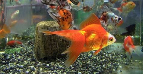 goldfish myths   facts fancy goldfish goldfish care goldfish info