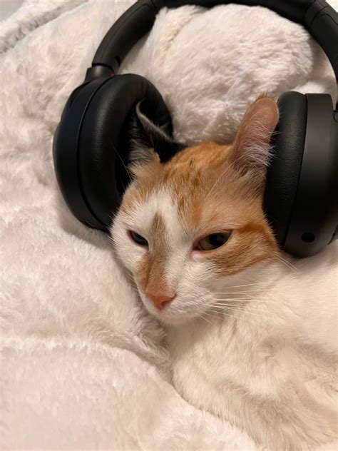 headphone cat cats kitty  ear headphones