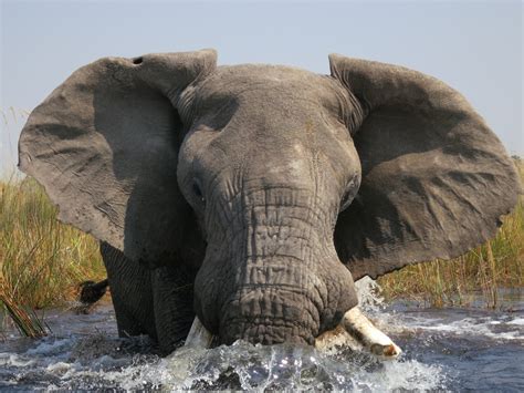 elephant charging