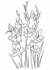 Coloring Pages Flowers Gladiolus Flower Printable Kids Color Beautiful Drawing Bestcoloringpagesforkids Sheets Pdf Drawings Adult Draw Colouring Choose Board sketch template