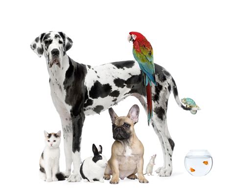 buying  adopting  pet general news news ontario veterinary