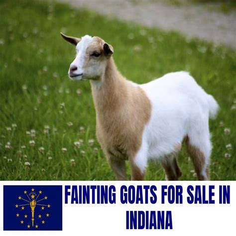 fainting goats  sale  indiana current directory  fainting goat breeders  indiana