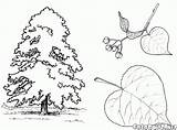 Coloring Pages Trees Tree Linden sketch template