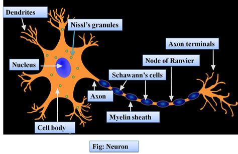 basic neuron structure