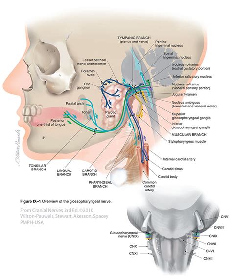 cranial nerves 3rd edition glossopharyngeal ix