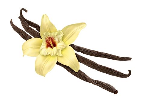 vanilla bean  flower isolated dr liz carter
