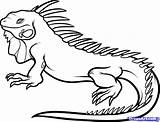 Iguana Coloring Drawing Pages Animals Outline Clipart Lizard Colouring Animal Reptiles Cartoon Reptile Chameleon Drawings Printable Draw Template Kids Color sketch template