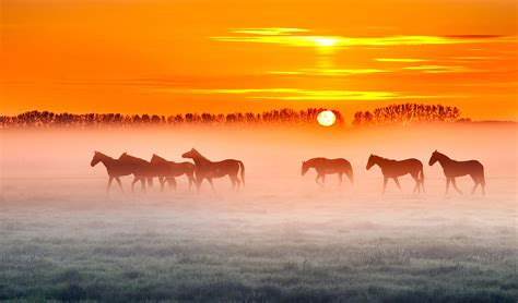 horses sunset  wallpaperhd animals wallpapersk wallpapersimages