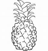 Pineapple Drawing Coloring Fruit Vector Book Line Drawings Vectorstock Clip Clipart Igor Zakowski Cartoon Kids Fruits Plum Pen Tattoo 3d sketch template