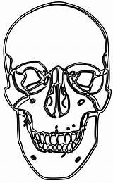 Skull Clipartbest Eyewear sketch template