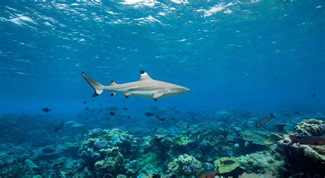 blacktip reef shark facts  conservation tnc