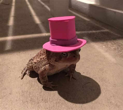 guy  tiny hats   toad  omg  dont   cute stop