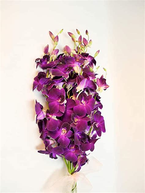 fresh cut orchids amazoncom
