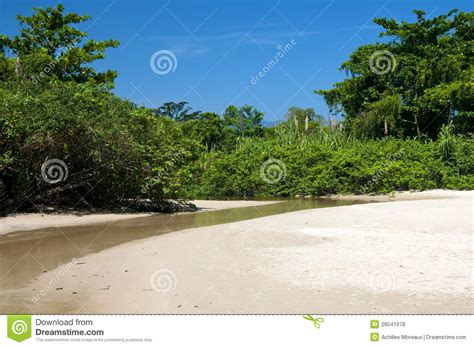 river   beach stock photo image  paradise vegetation