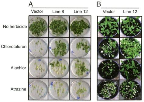 Herbicide Resistance Of Transgenic Arabidopsis Expressing 4mgstf1 A