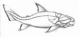 Dunkleosteus Coloring sketch template