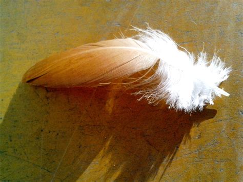 chick feather bird  stock photo public domain pictures