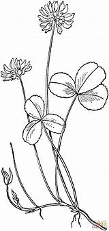 Clover Coloring Pages Drawing Leaf Colouring Printable Gif Getdrawings sketch template
