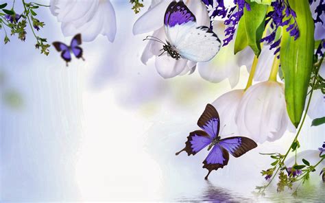 witte bloemen en paarse vlinders achtergronden bloem achtergrond mooie achtergronden