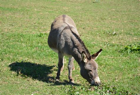 donkeys   cross     reasons  time farming