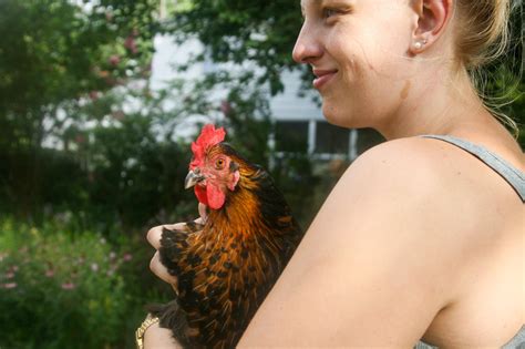 Chicken Owners Brood Over Cdc Advice Not To Kiss Cuddle Birds New
