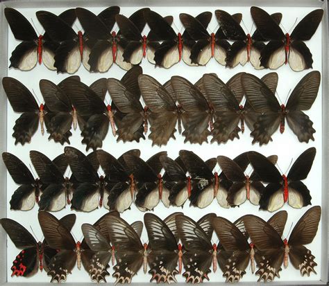 iga pa 1058 suguru igarashi insect collection part i