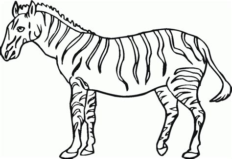 zebra coloring pages learny kids