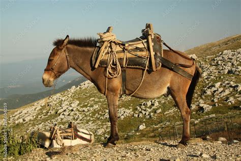 mule  offspring   male donkey jack   female horse mare