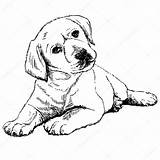 Labrador Cachorro Coloring Colorare Hund Depositphotos Cucciolo Perro Perros Liegend Hintere Hintergrund Grauen Eines Einem Grijze Mening Achter Puppyhond St2 sketch template