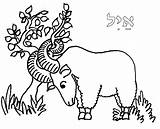 Ram Coloring Pages Kids Thicket Bush Sacrifice Yom God Printable Rosh Hashanah Torah Kippur Tots Bible Holidays High Horn Jesse sketch template