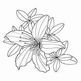 Rhododendron Alpenrose Gezeichnet Monochrome Grafiken Umriss Malbuch Färbung Kontur Blume Blätter Weiß Botanische Dekorative Contour sketch template